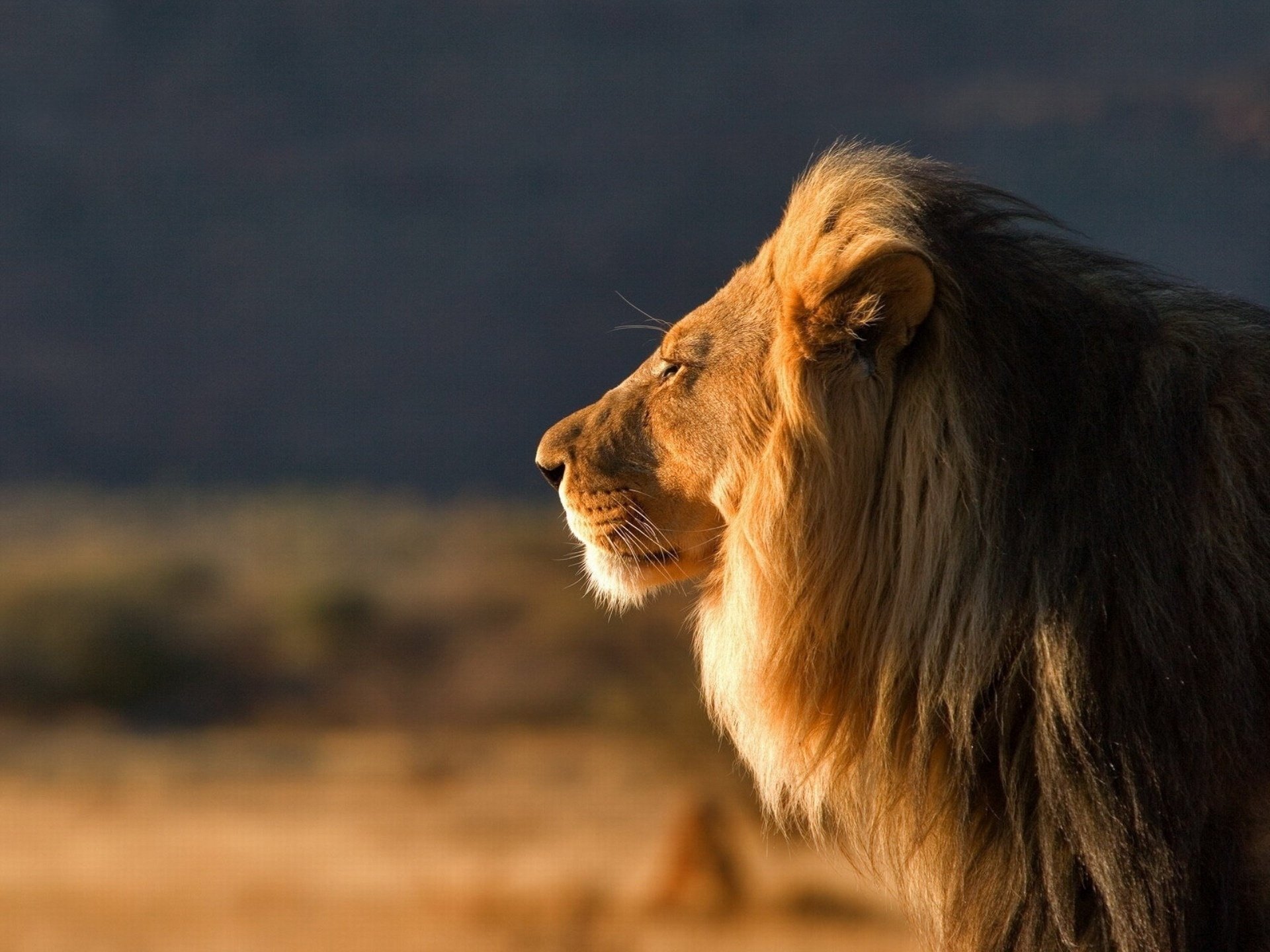 prédateur grand mâle roi des bêtes lion chat sauvage safari crinière vue animaux félin