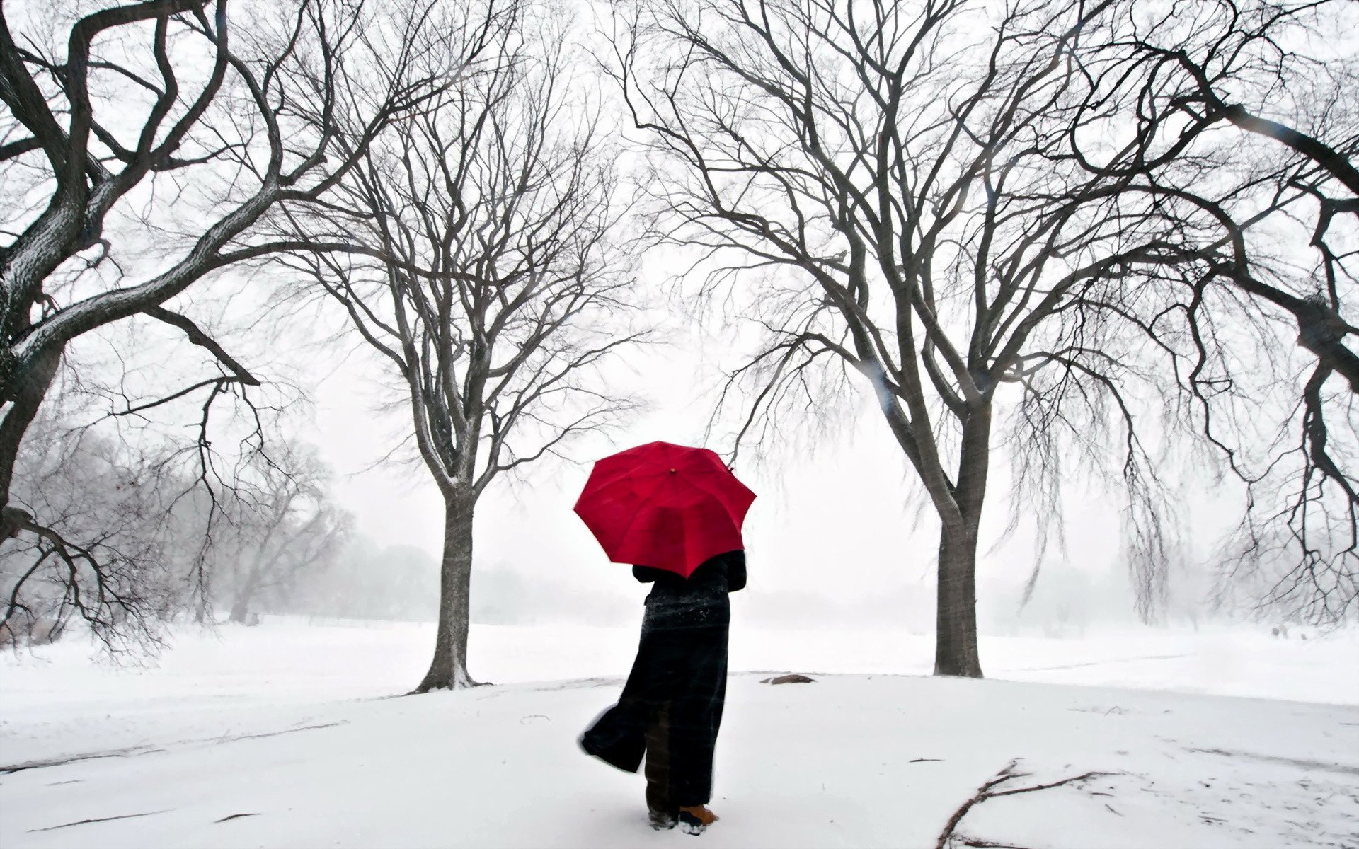 sakura japon neige fille parapluie arbres route horizon météo