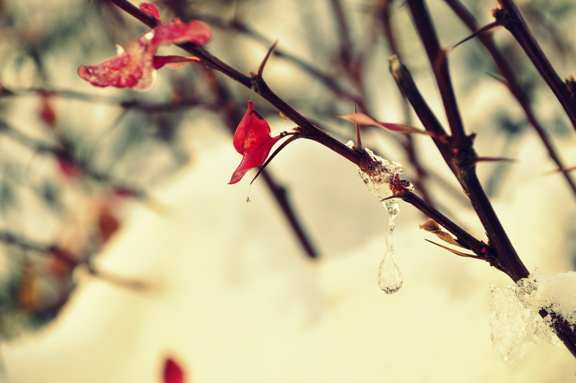 macro sheet branch frost bush ice spring drops tree snow winter