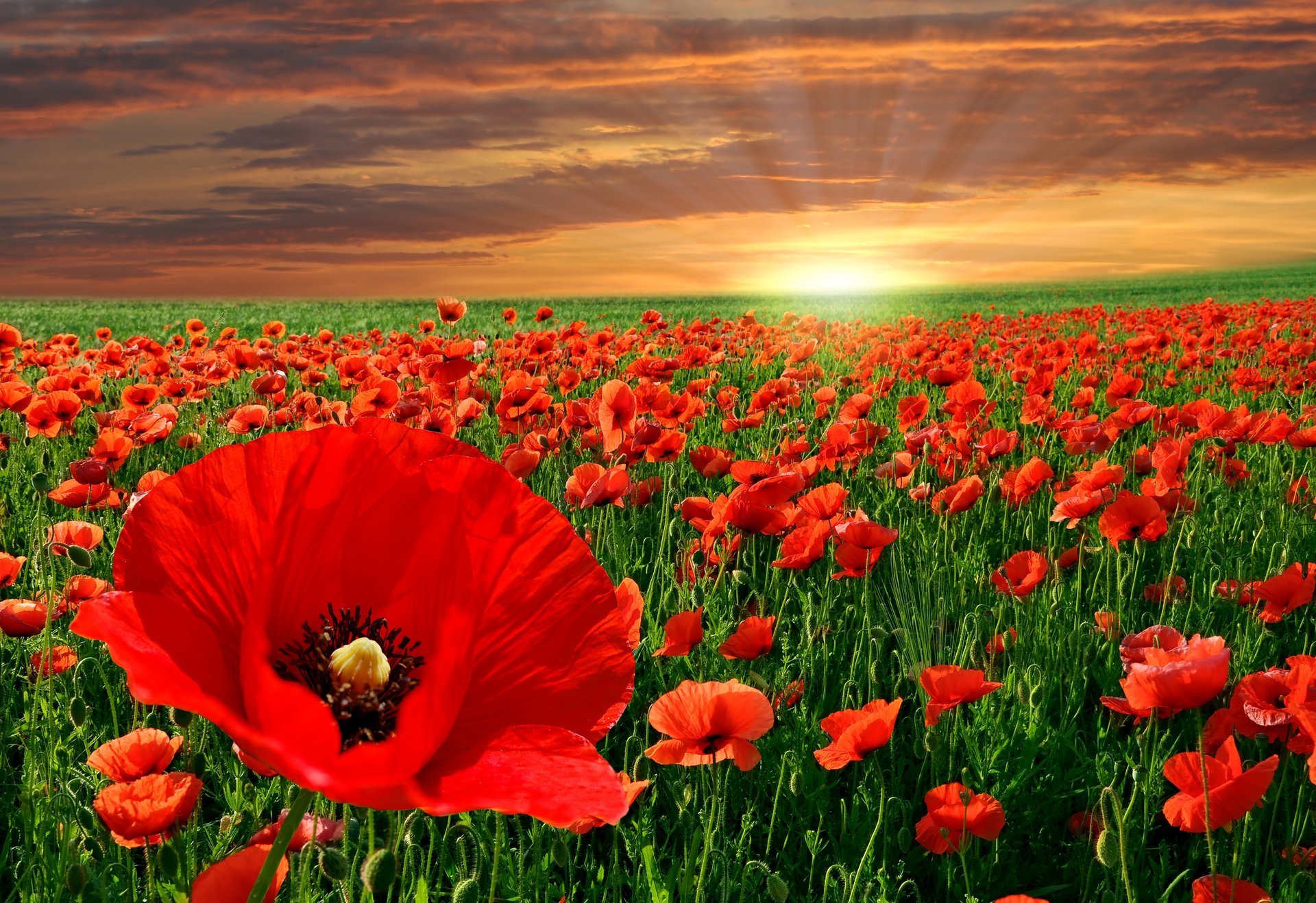 flowers sky red landscape nature poppies sunset field summer clouds rays sun rays of the sun greenery serenity cloud