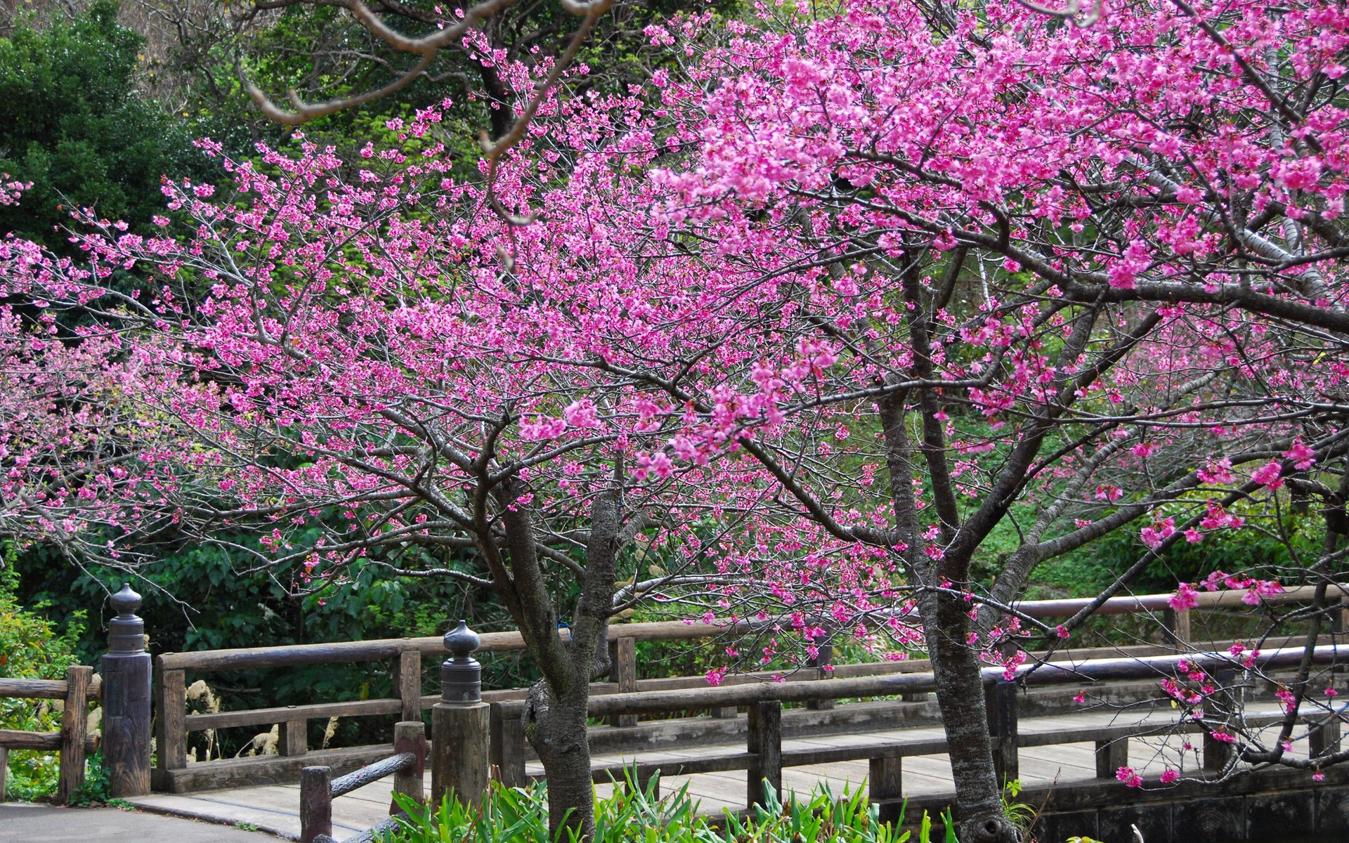 árboles flores primavera sakura pétalos cerca puente calle montañas