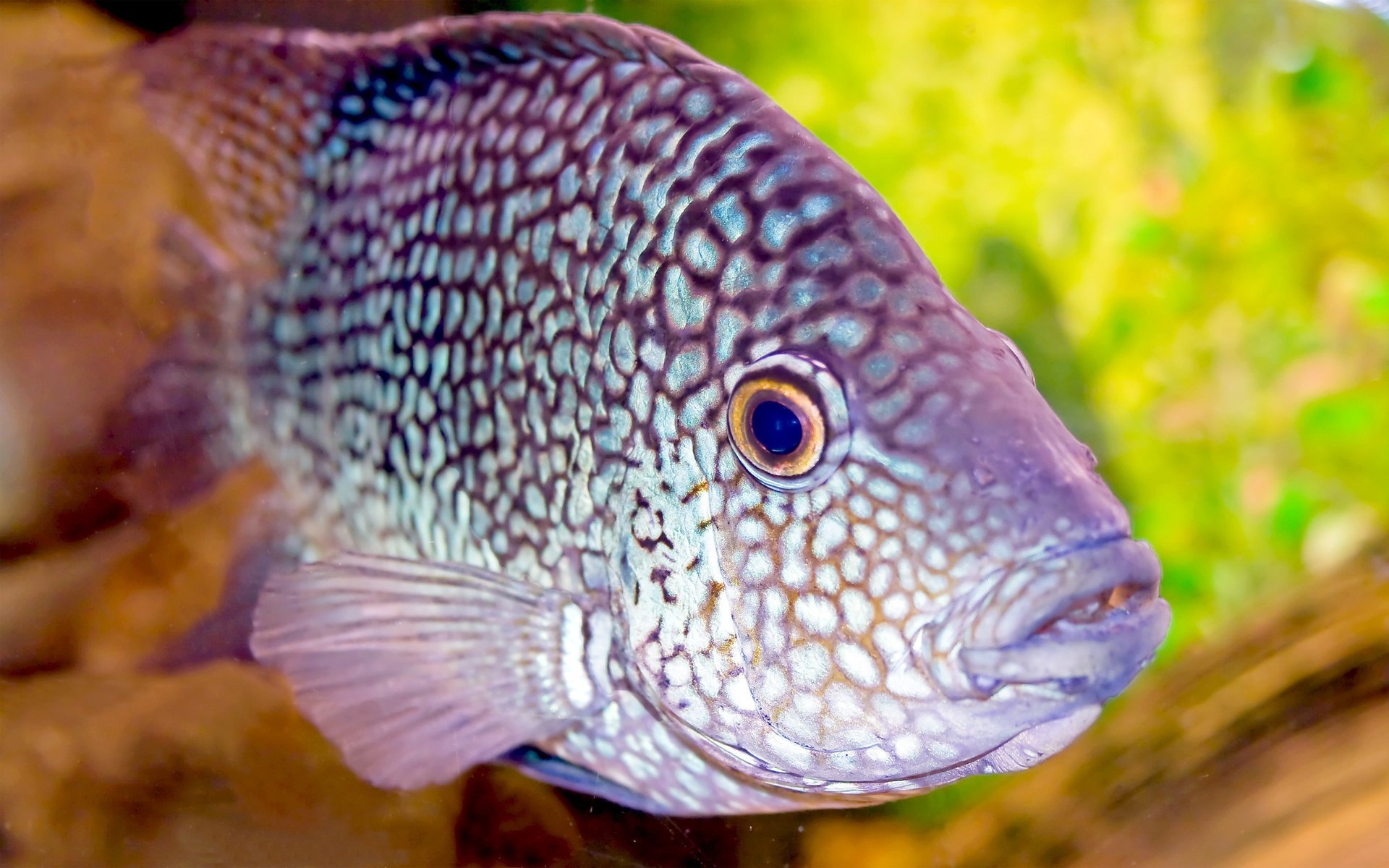 aquarium lila flecken fisch tapete augen glas flossen foto wasservögel blick unterwasserwelt