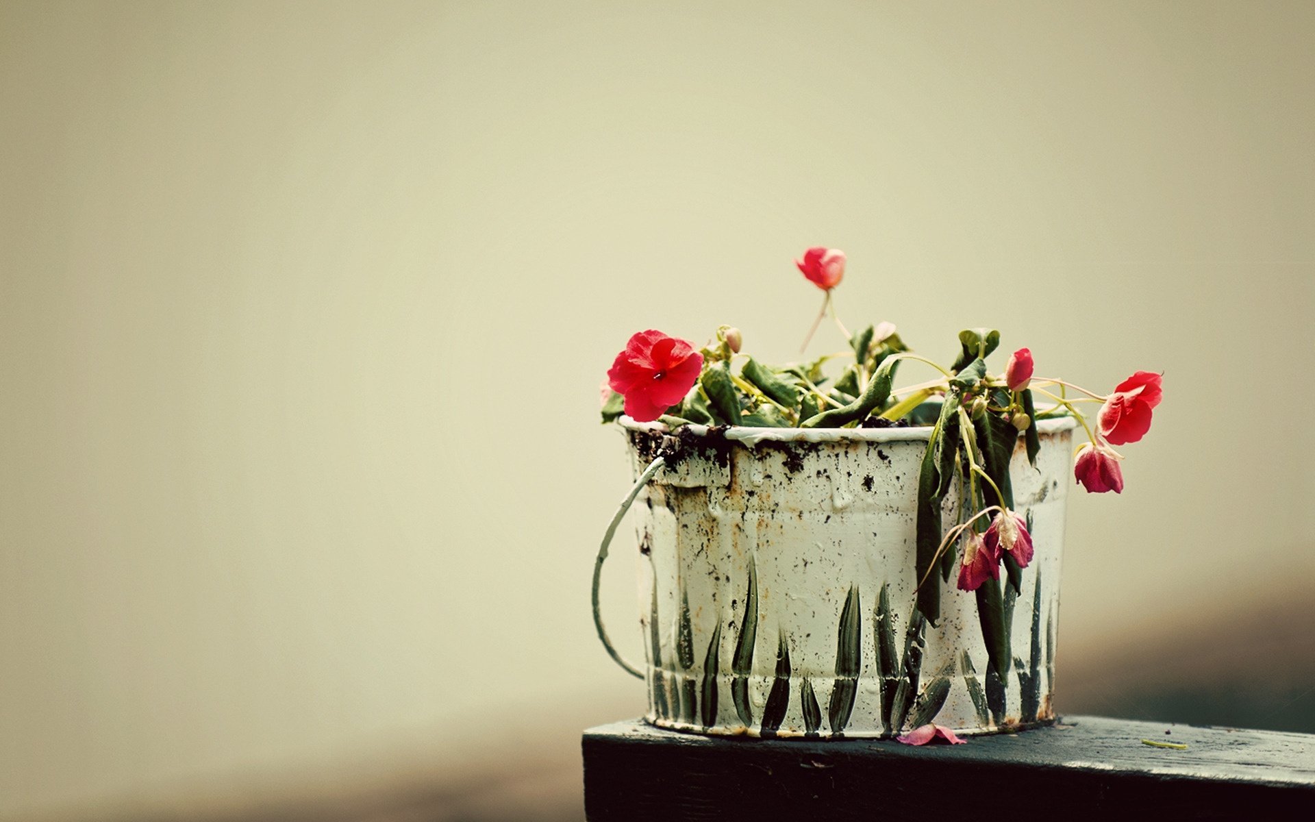 container flowers macro bucket bucket plant gra