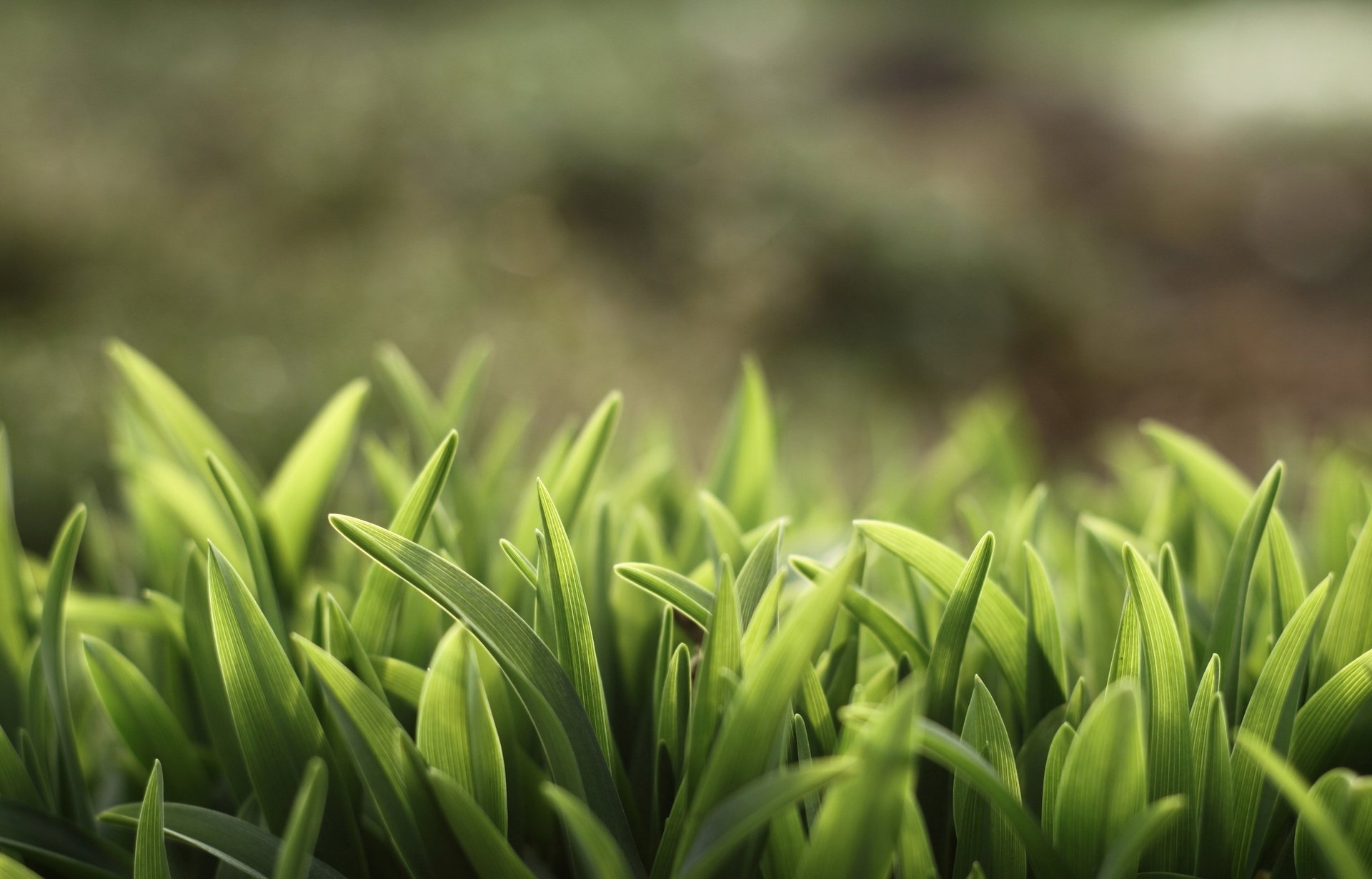 unshine grass verde erba piante estate wallpapers natura