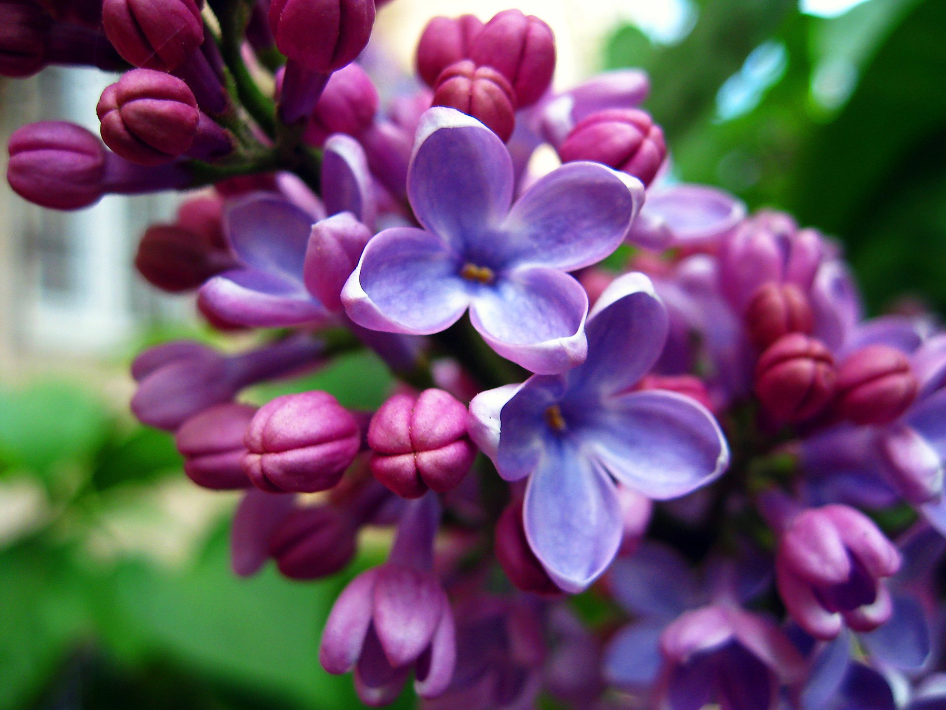 lilas verdure lumineux floraison gris printemps