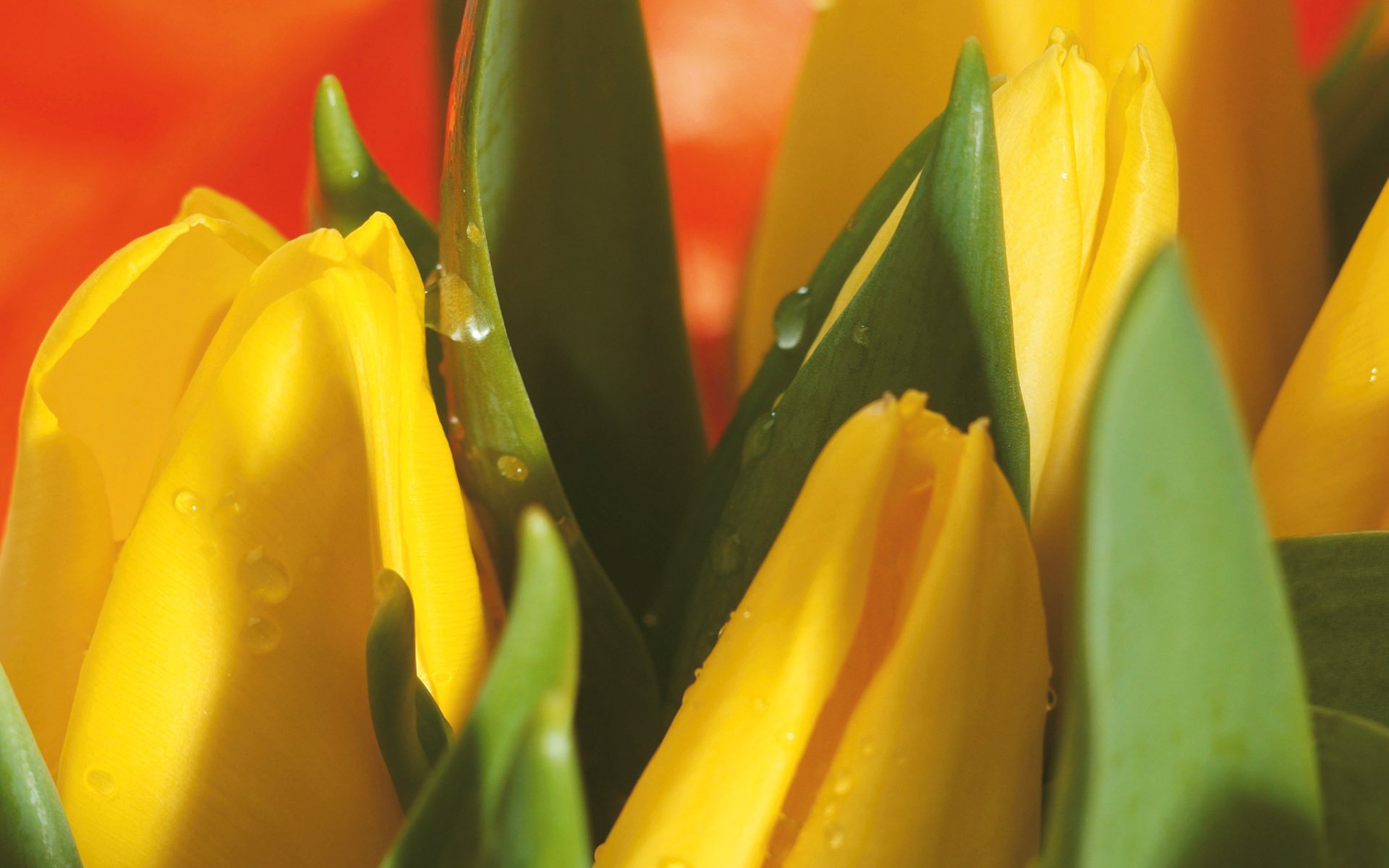 tulipanes flores primavera amarillo gotas ramo macro