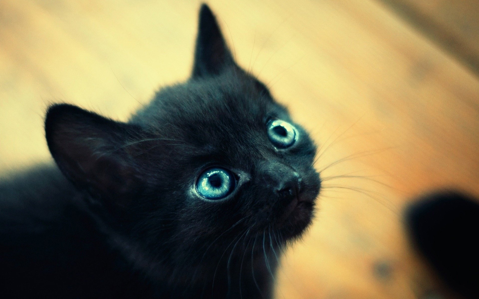 chaton yeux bouffants petit museau bleu macro noir yeux animaux regard félin