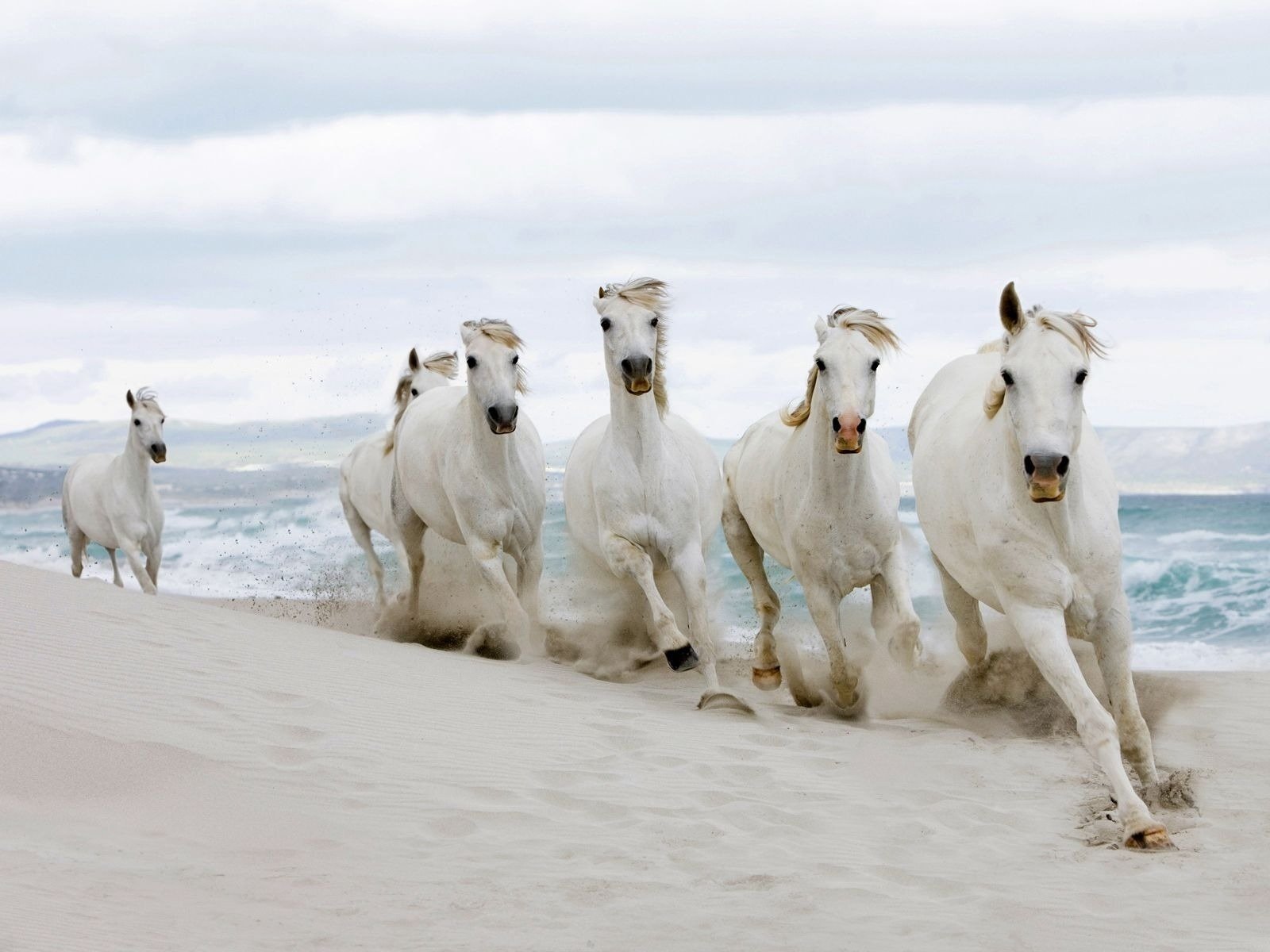 horse sand the herd ungulates coast wave water sea speed traces white horse light grey