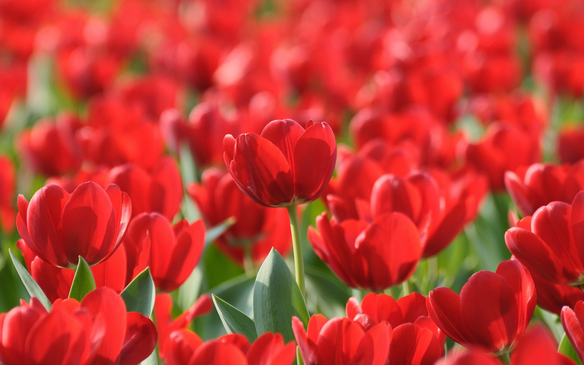 tulipes fleurs jardins potagers parcs printemps fonds d écran de printemps photo jardin forêt champ