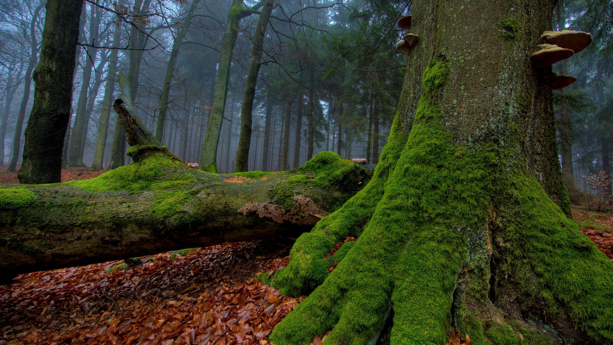 autumn moss trees trunks foliage mushrooms forest greens fog leave