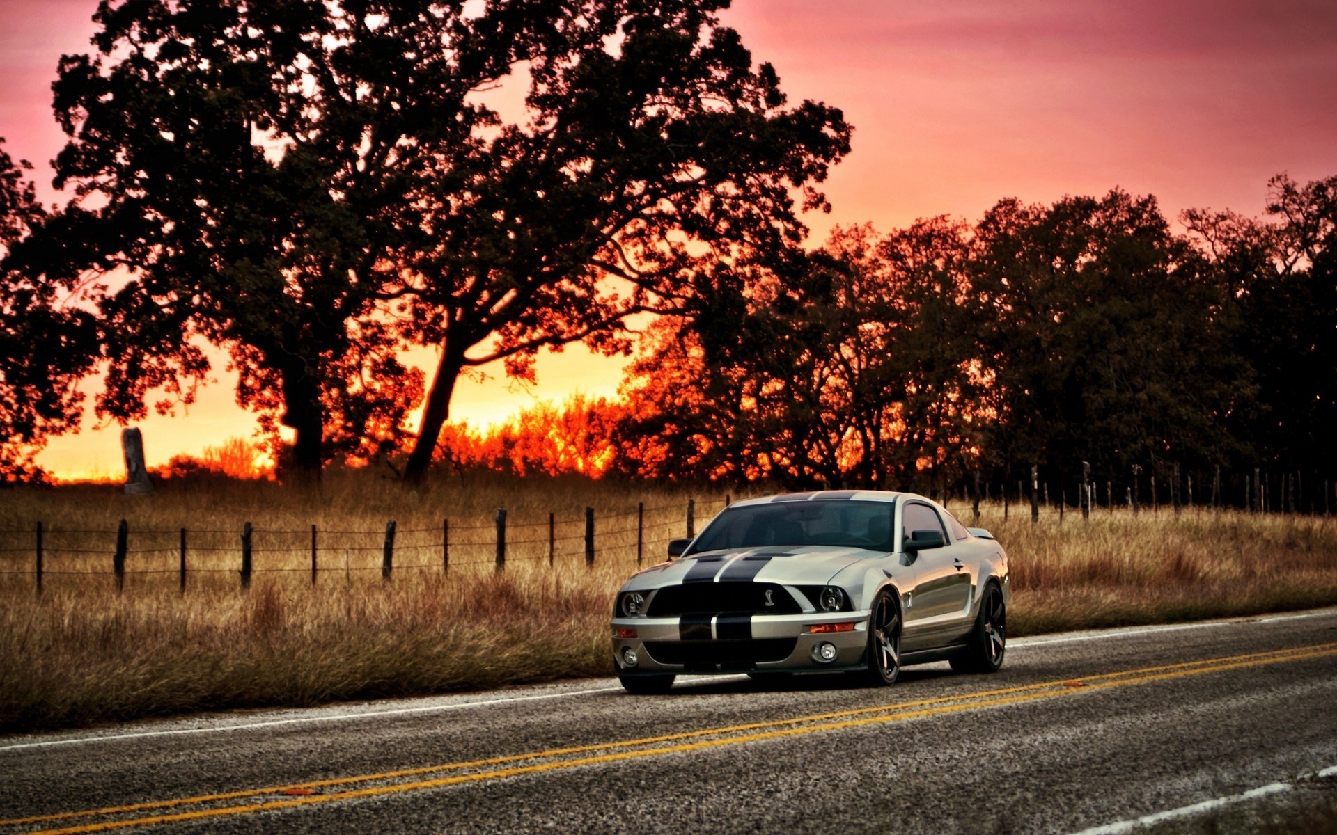 mustang gt500 voiture shelby ford