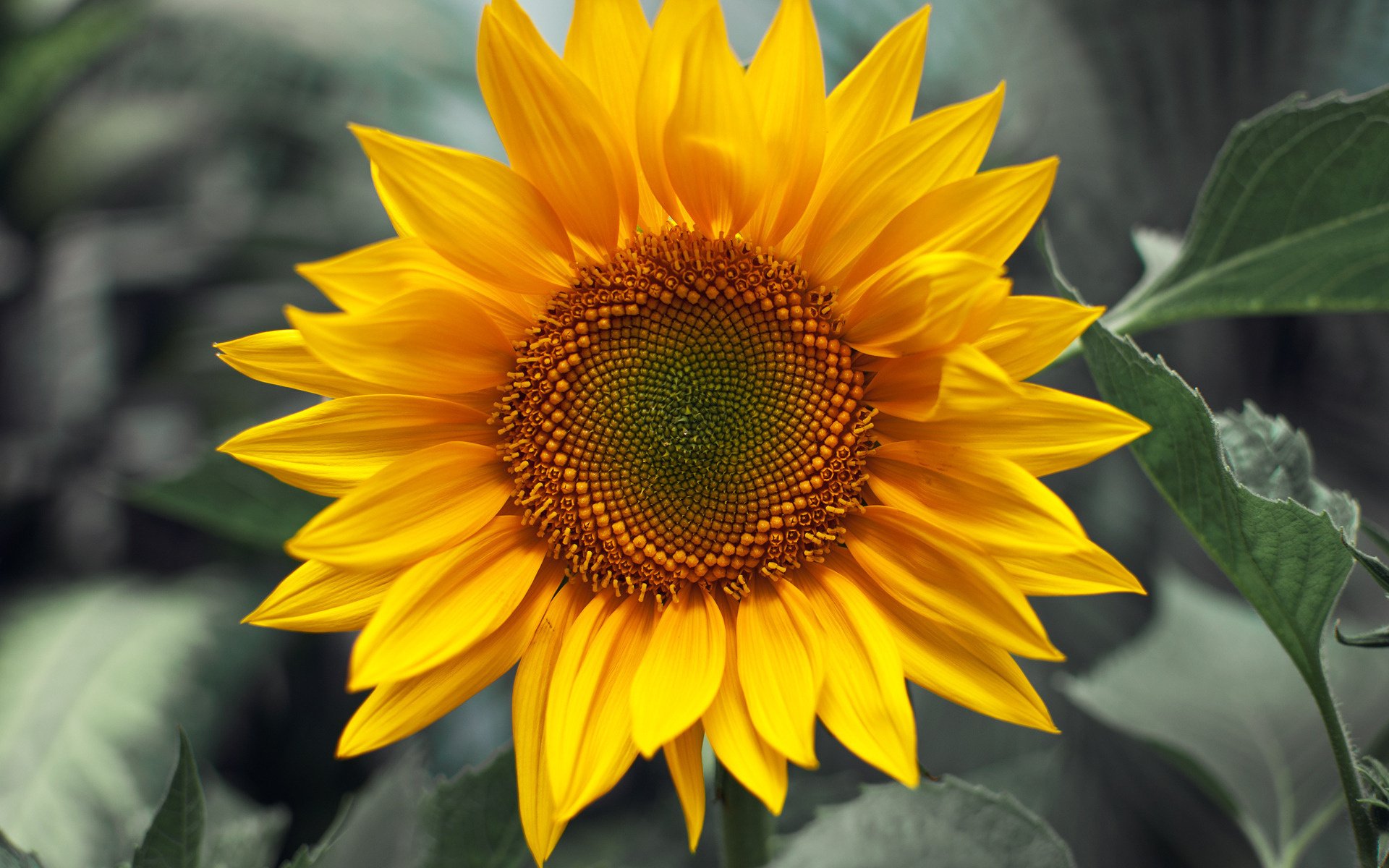 pads macro fleurs tournesols fond d écran jaune plante plantes