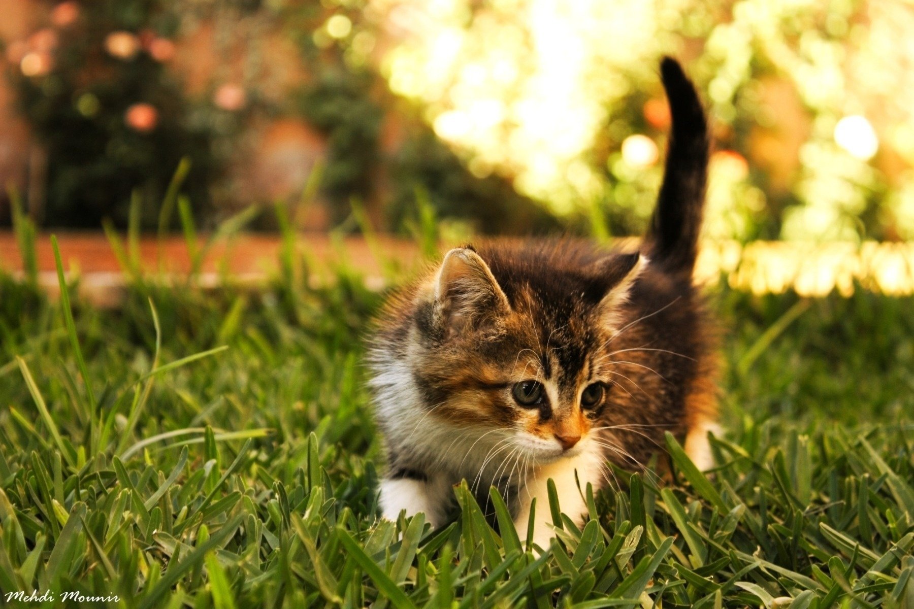 forscher kätzchen gras kind tiere kätzchen katze blick augen grün glanz sonne warm