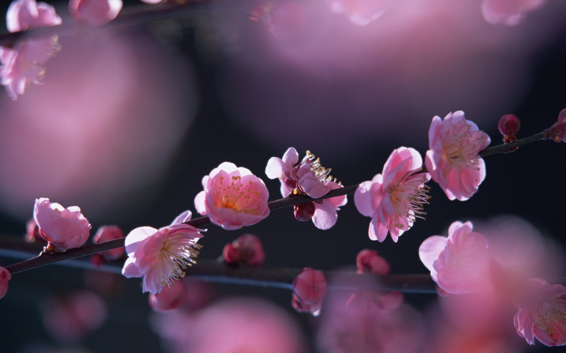 wiosna kwiaty saukra słońce kwitnące drzewo kwitnienie różowy sakura