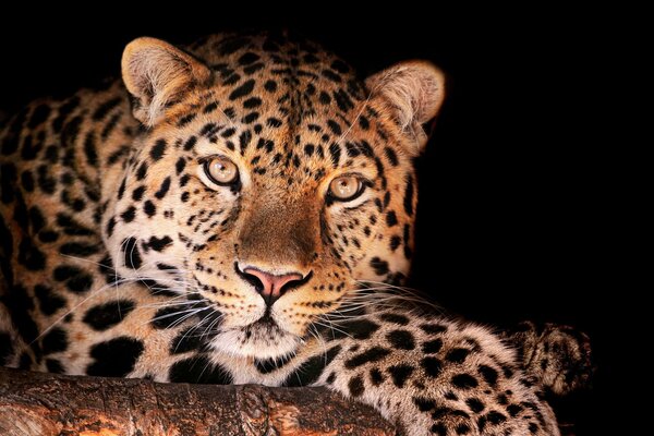 Leopardo con bellissimi occhi e sguardo predatore