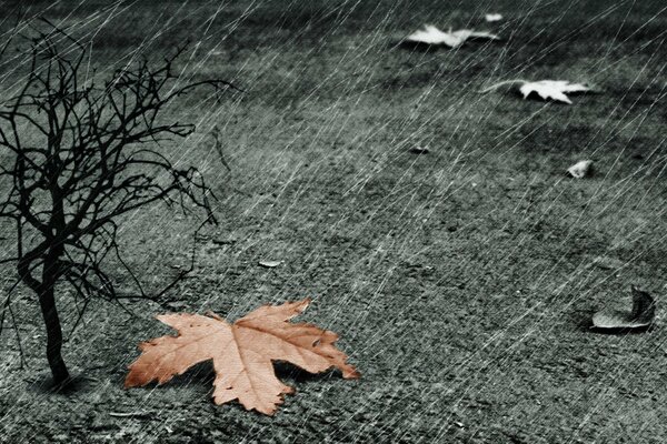 Fallendes Herbstblatt im Regen