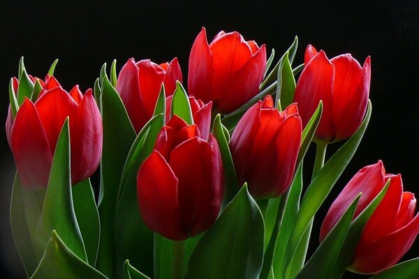 Un maestoso mazzo di tulipani Scarlatti