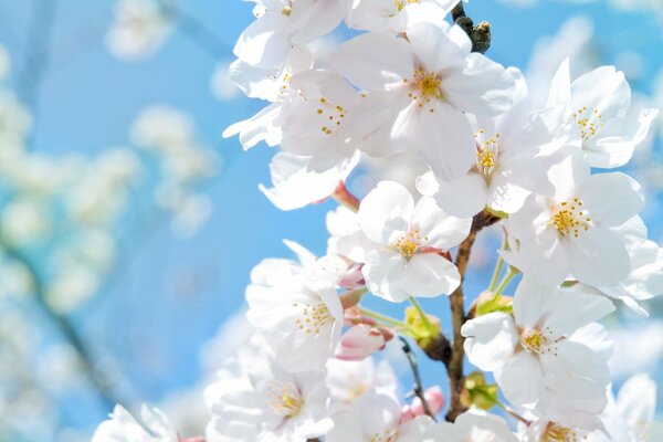 Frühlingsblumen Apfelbaum Nahaufnahme