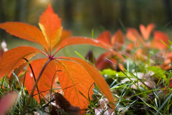 Autumn yellow leaf on the grass