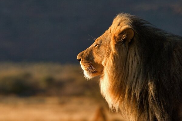 The great king of animals on a walk