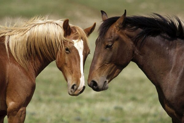 Playful horses in nature