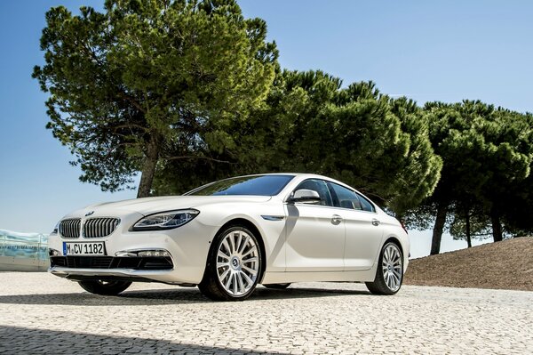 Bmw stands on a sunny day near the trees