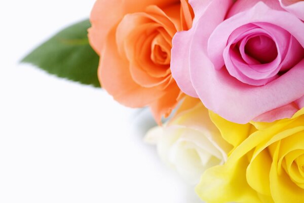 Bouquet di rose colorate-bella carta da parati