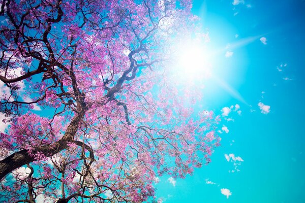 Drzewo różane z błękitnym niebem