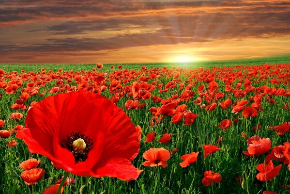 Beautiful poppy field