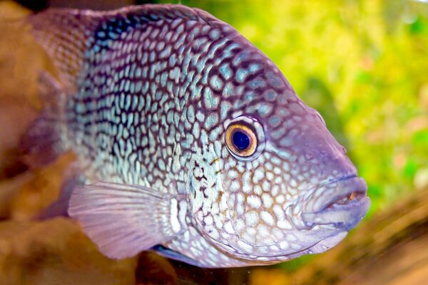 El mundo submarino de los peces en el acuario