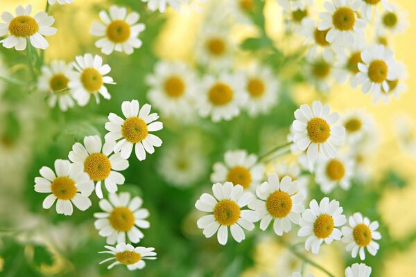 Makrobild von weißen Gänseblümchen