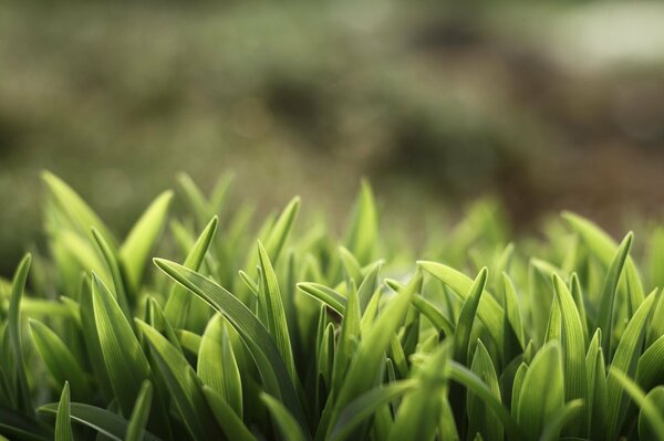 Fotografía macro de hierba verde gruesa y fina
