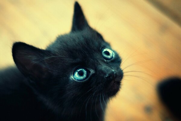 Blue-eyed cute kitten-imp