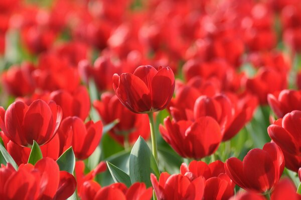 Spring wallpaper fields of scarlet tulips