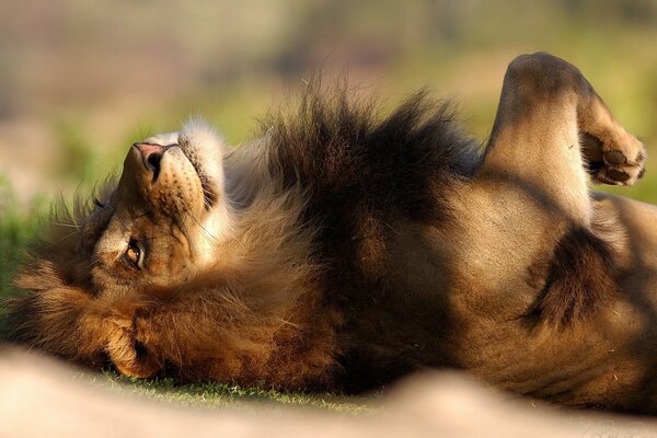 A big cat is lying on the grass