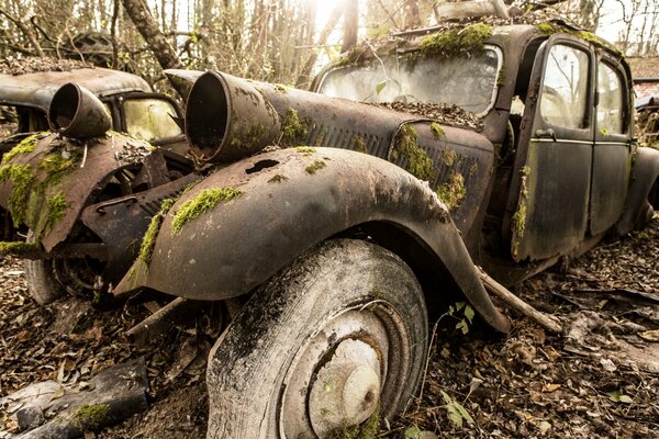 An old car on a background of moss and dry leaves