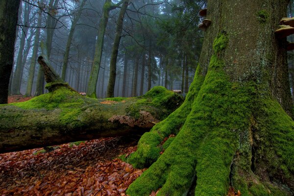 Herbstwald im Nebel