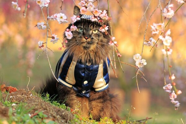 Eine Katze im Kostüm studiert die Kirschblüten