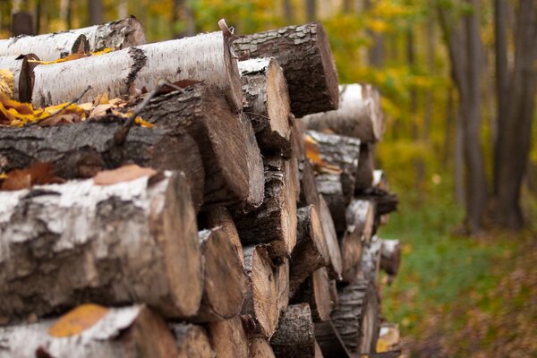 Birch firewood in autumn