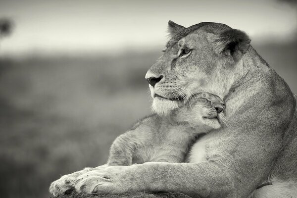 Noble lionne caresse son lionceau