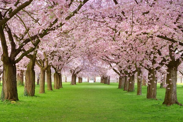 Floraison des arbres roses sur les ruelles