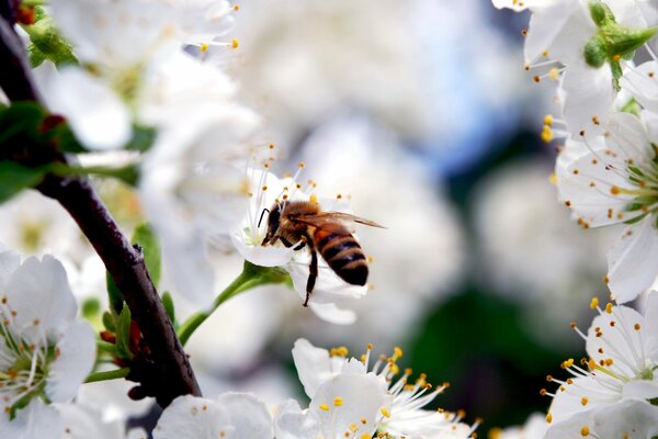 Makoo schnappt eine Biene auf einer Kirschblüte