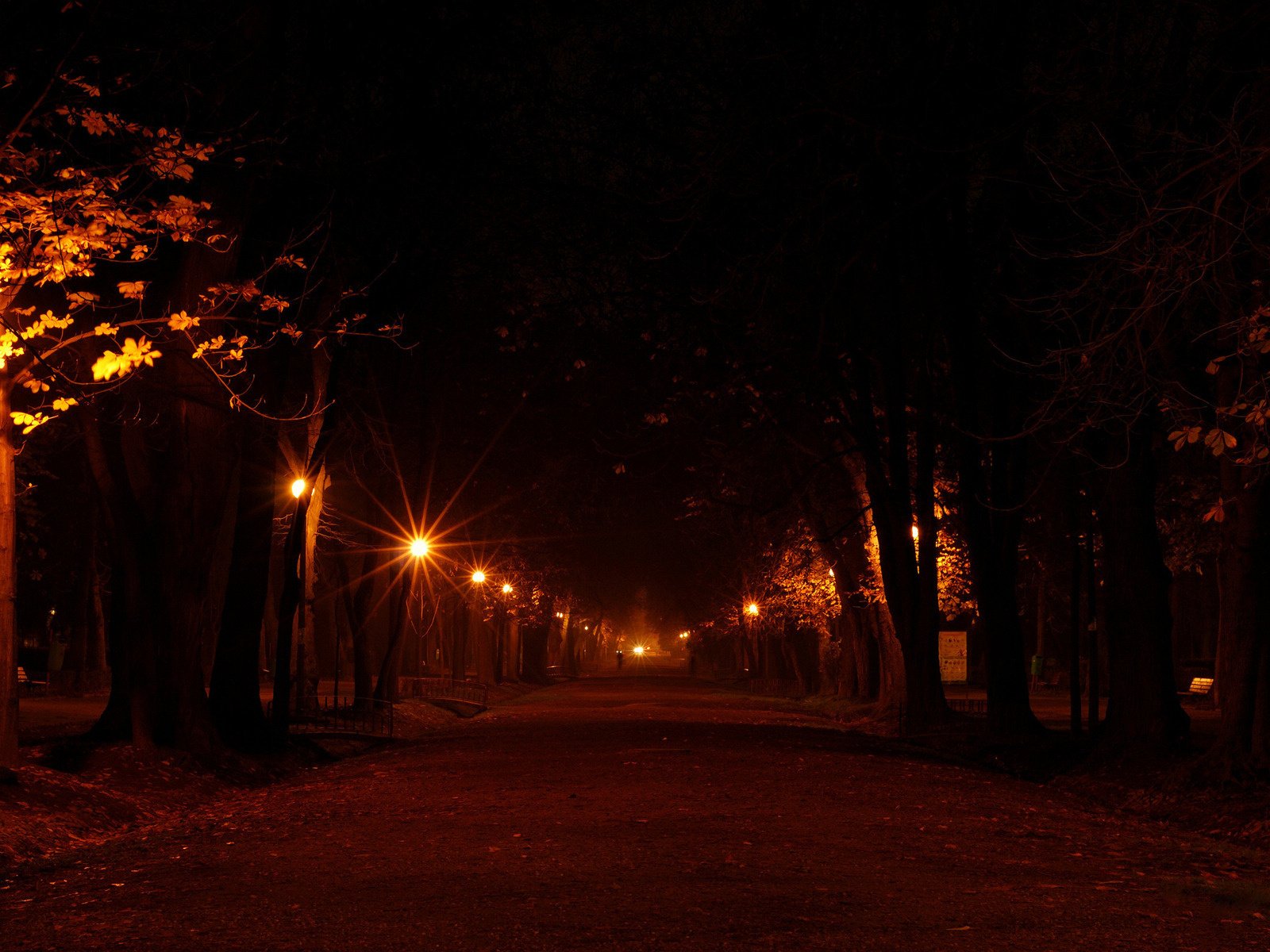 alea luci alberi parco strada luci notte sfondo new york luci della città