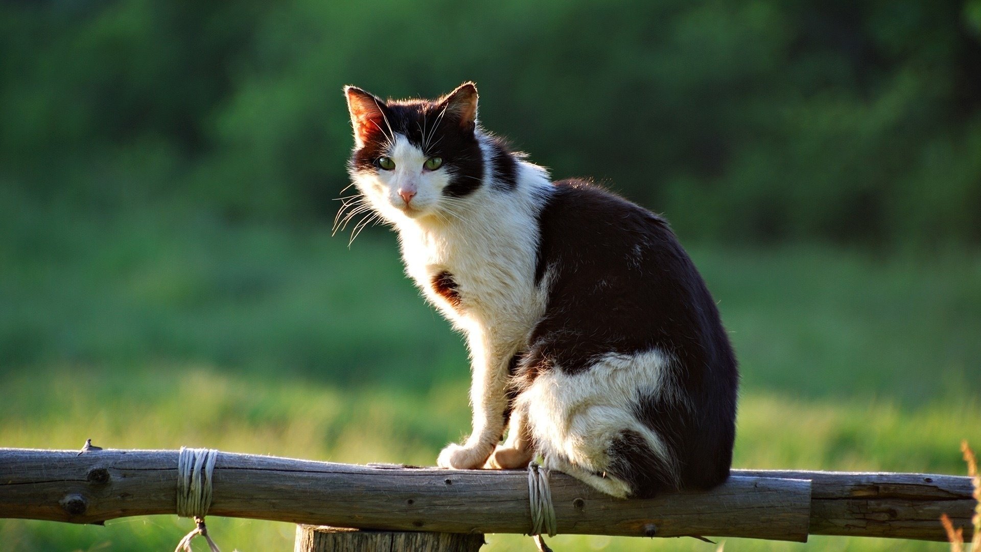 cat sitting fence village summer view animals feline