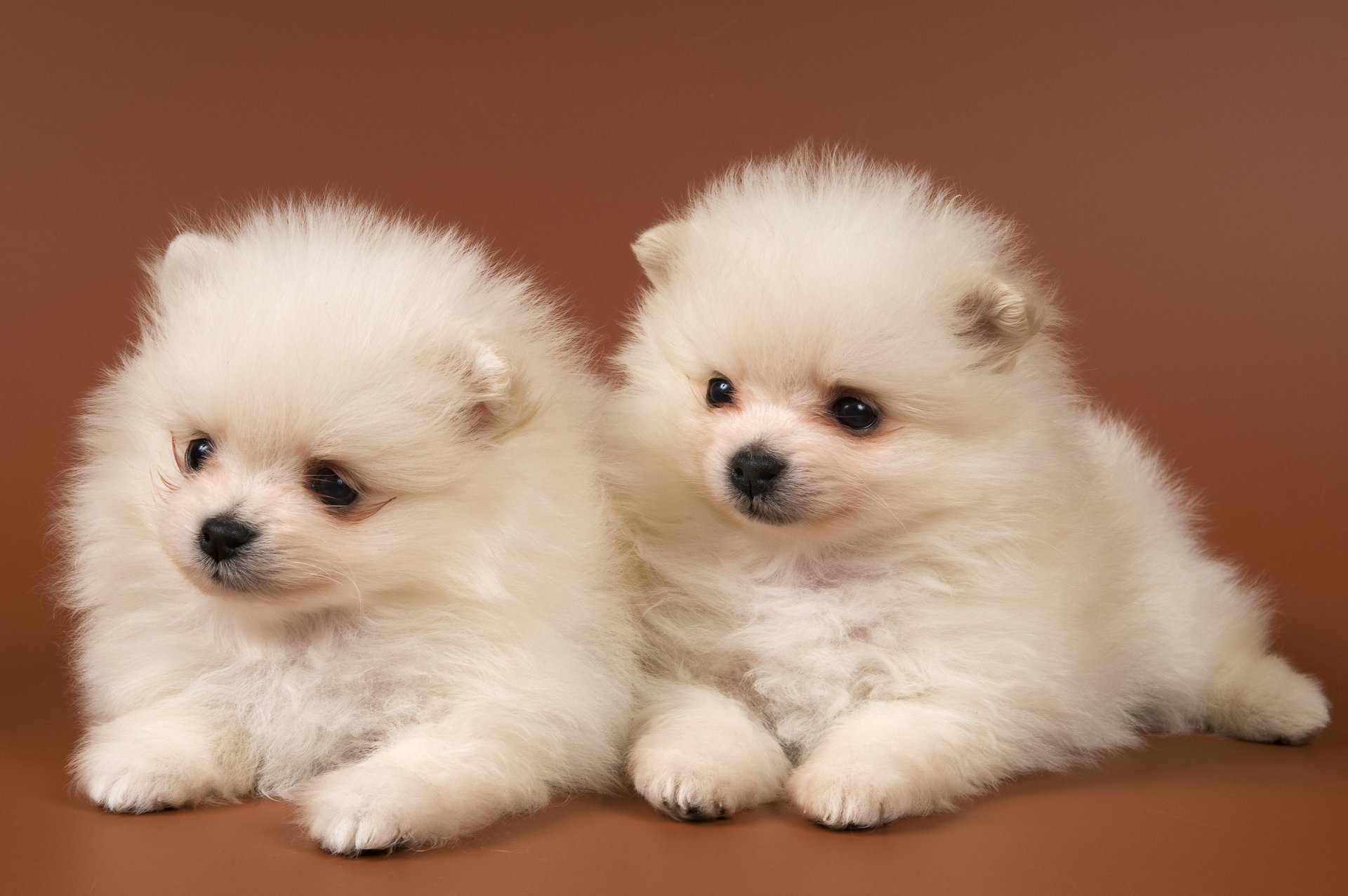 pomerania precios blanco dos ojos nariz perros dúo mirada