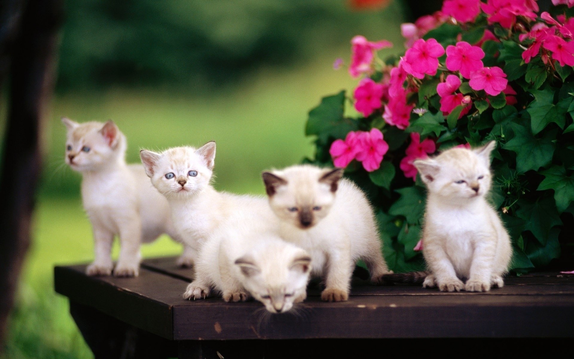 fleurs chatons bambins table animaux félin vue famille