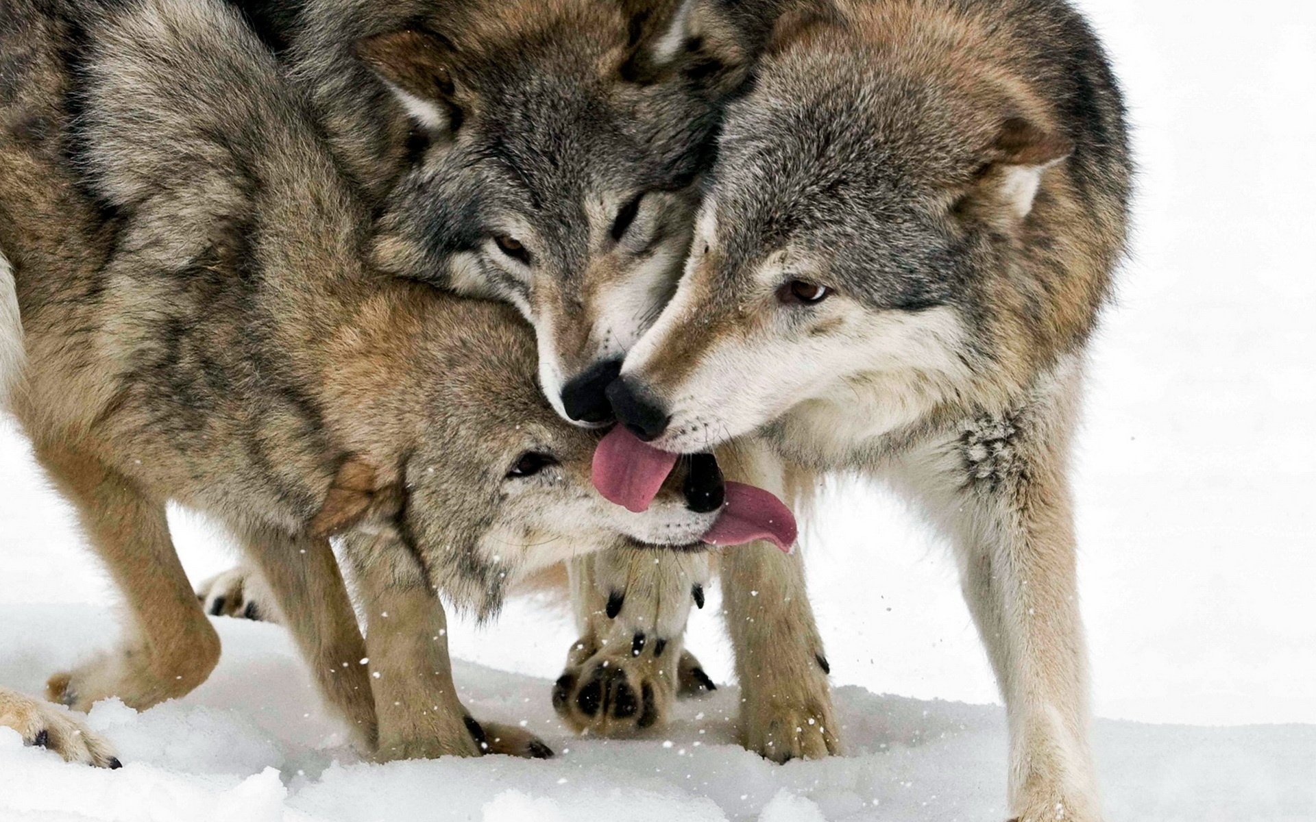 licking paws animals wolves together winter snow predators dog