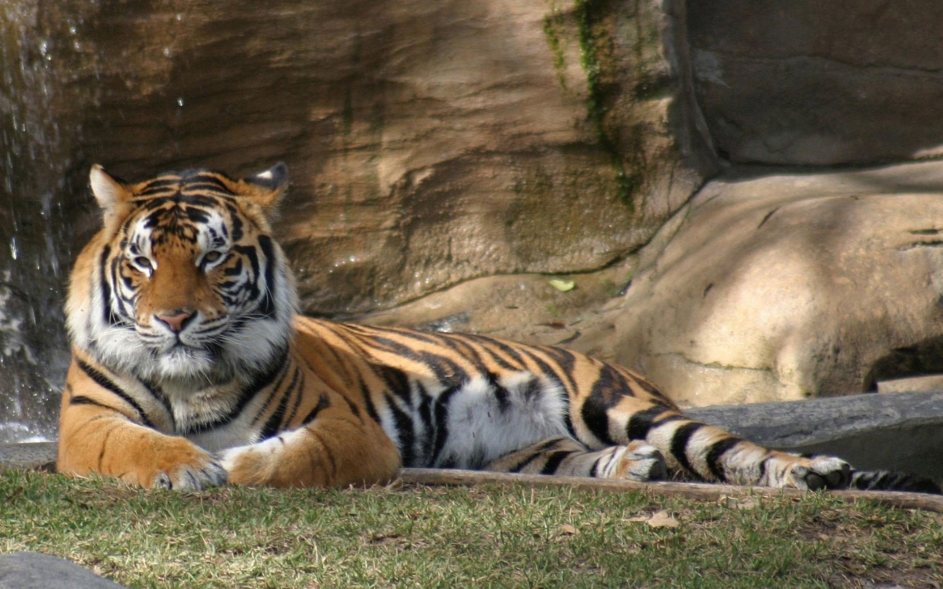 nature tigres animaux prédateurs vue pierres félin