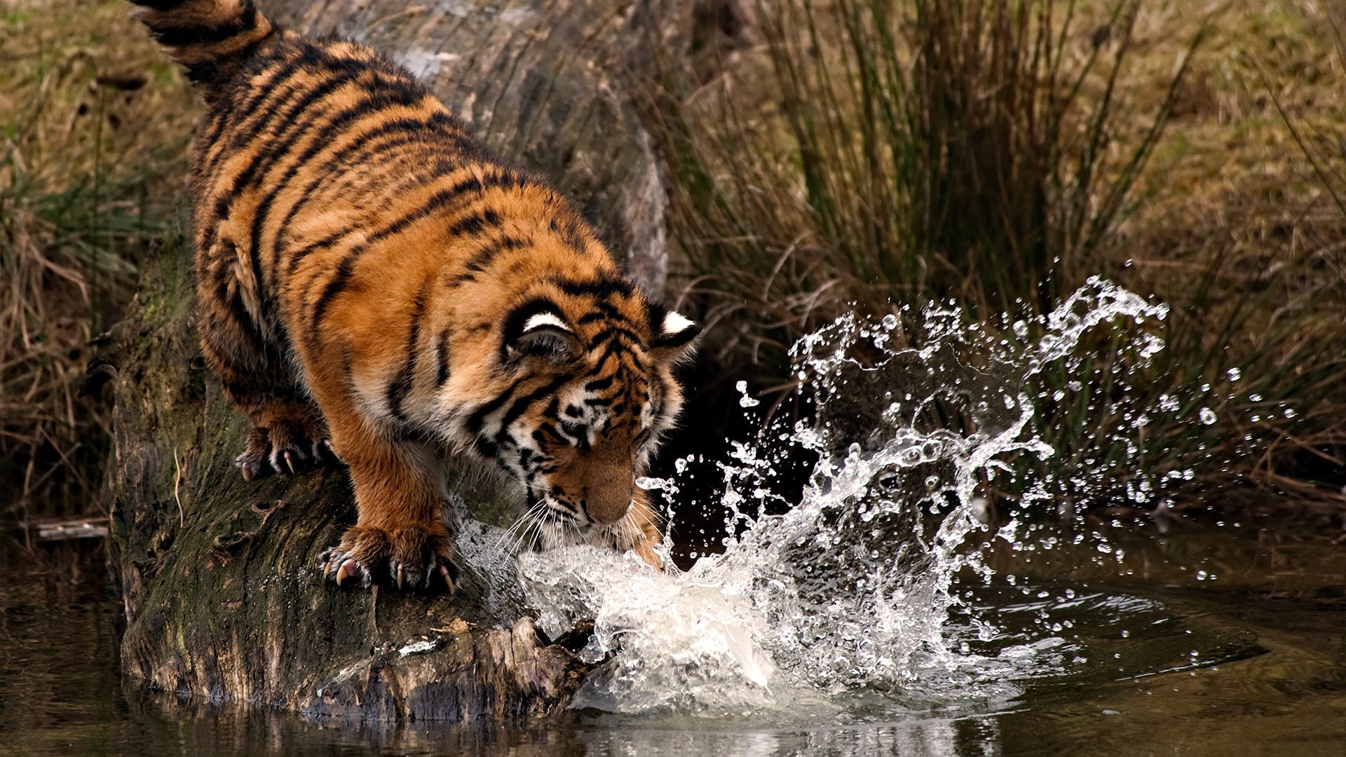 tigre patte coup gouttes eau éclaboussures prédateurs animaux félin