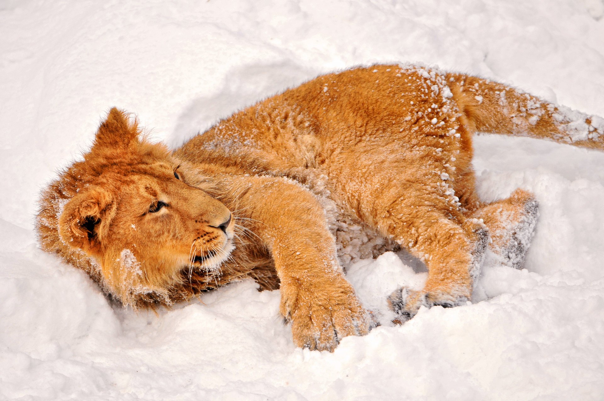 inverno cucciolo di leone neve vista predatori animali felini